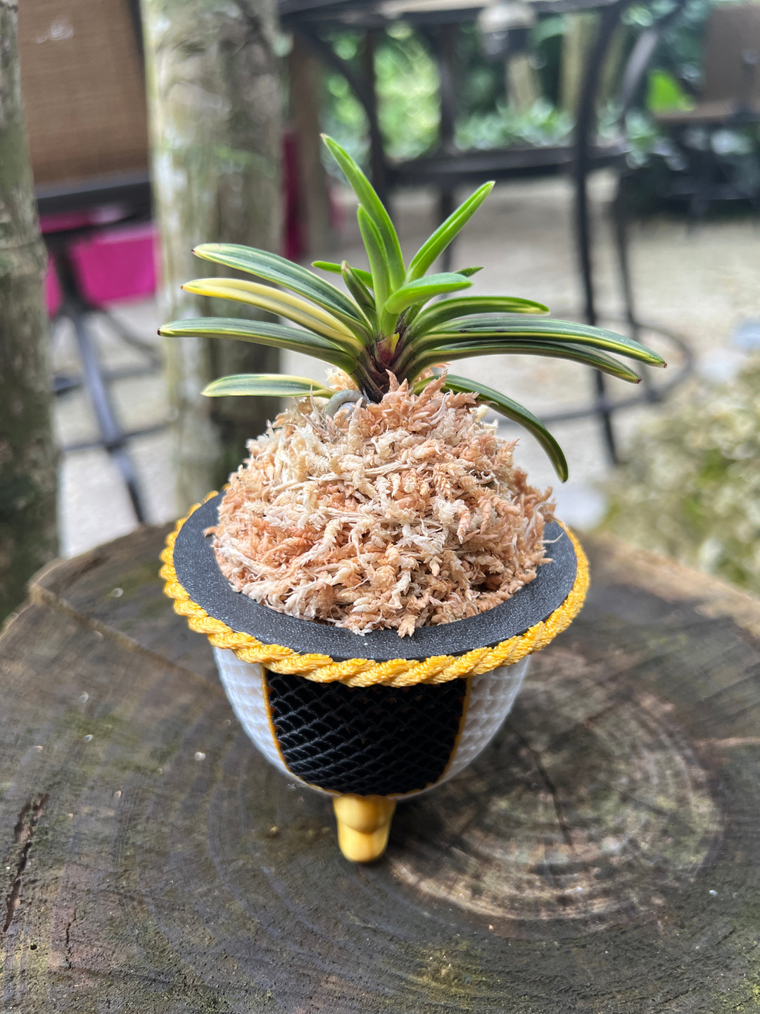 Neofinetia falcata 'Hayabusa' 隼 - Individual Listing - OrchidWeb