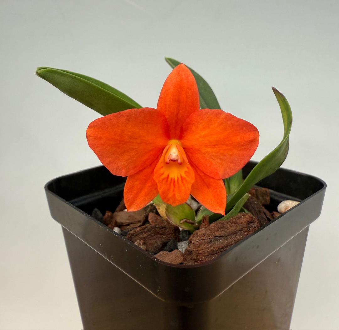 Sophronitis Orbiter (coccinea 'Toyko' SSM/JOGA x cernua) - OrchidWeb