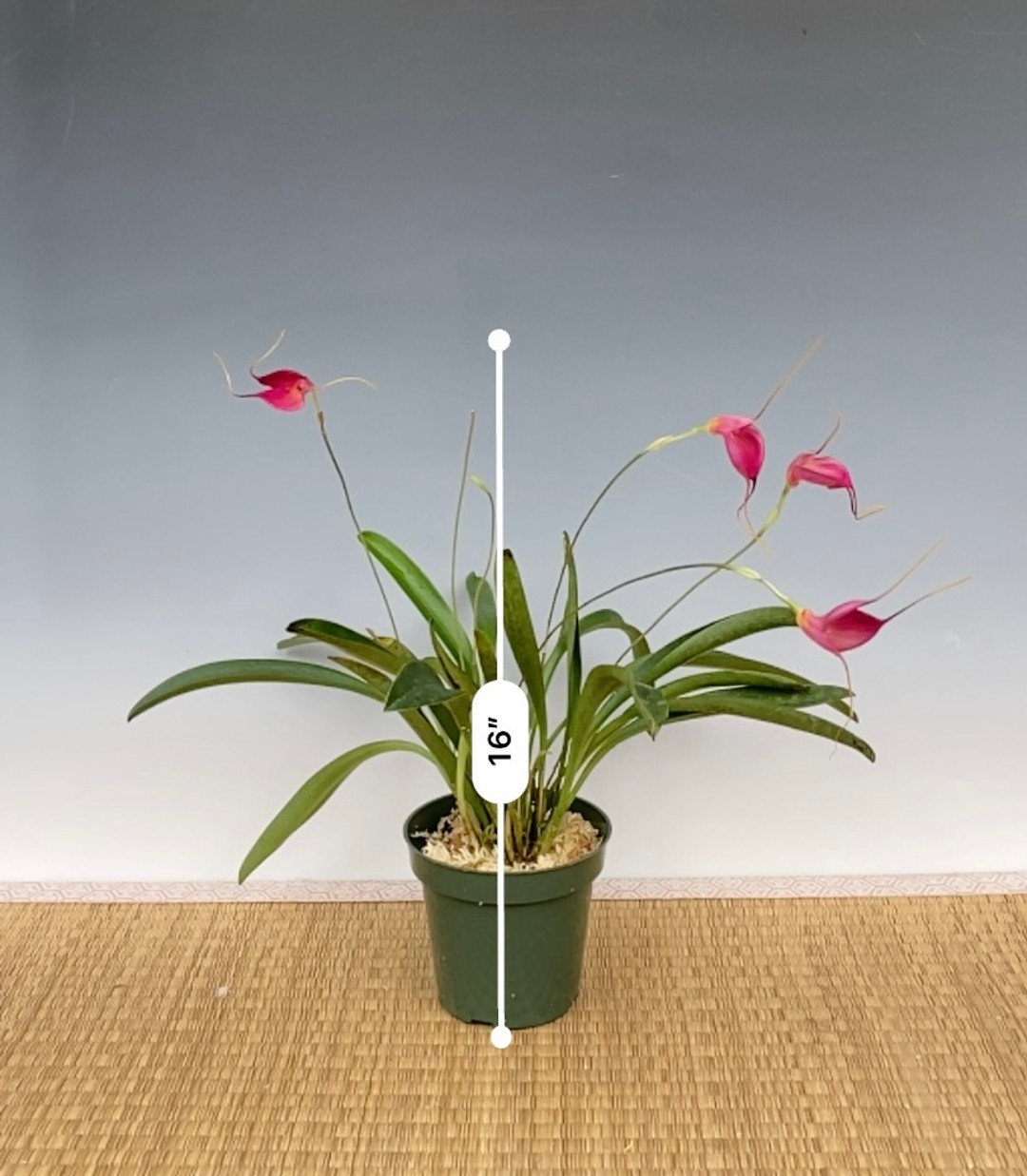 Guruh jinsiy aloqa va jinsiy aloqa ishtirokidagi porno videolarni tomosha qiling Yalangoch TV diktorlari