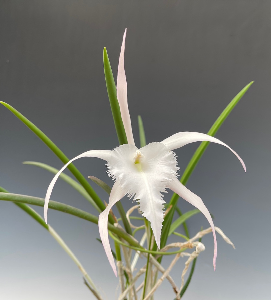 ミニ タケノコ蘭 SVO Mormodia Clowesia交配種 ミニ タケノコ蘭 SVO Mormodia Clowesia交配種