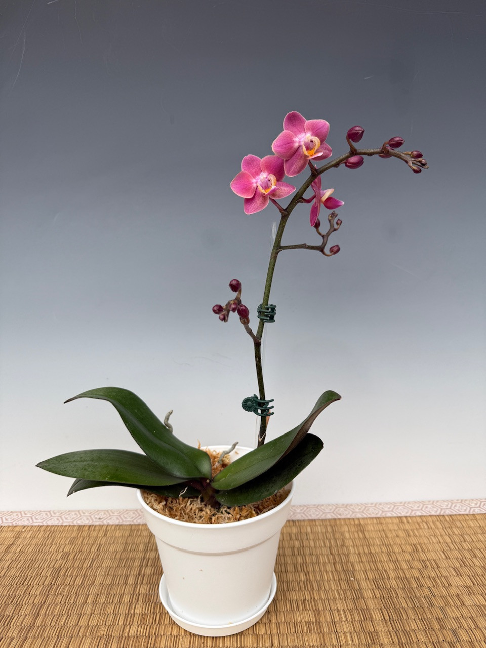 Phal. 'Mauve Magic' - midi size - OrchidWeb
