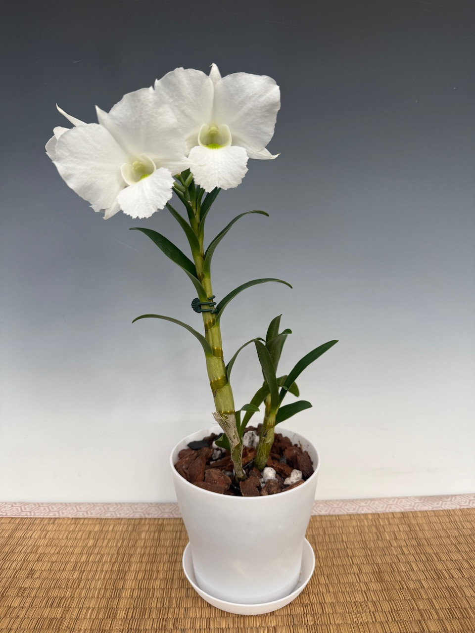 Dendrobium dearei x Snowbells - OrchidWeb