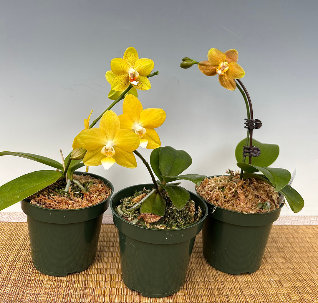 9efe23d8-8ad2-4f21-961d-8e07c0d8be7f