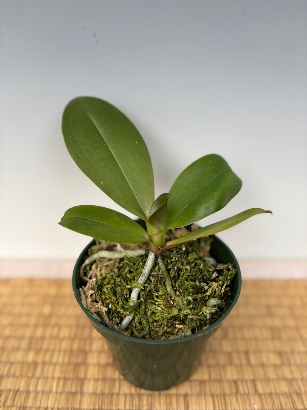 4ad00145-41c5-40ea-8f82-b28b52fc4657