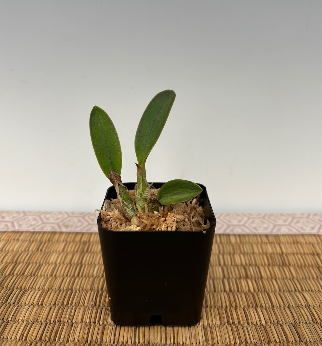 Laelia (itambana x milleri 'Fisure 8' HCC/AOS) - OrchidWeb