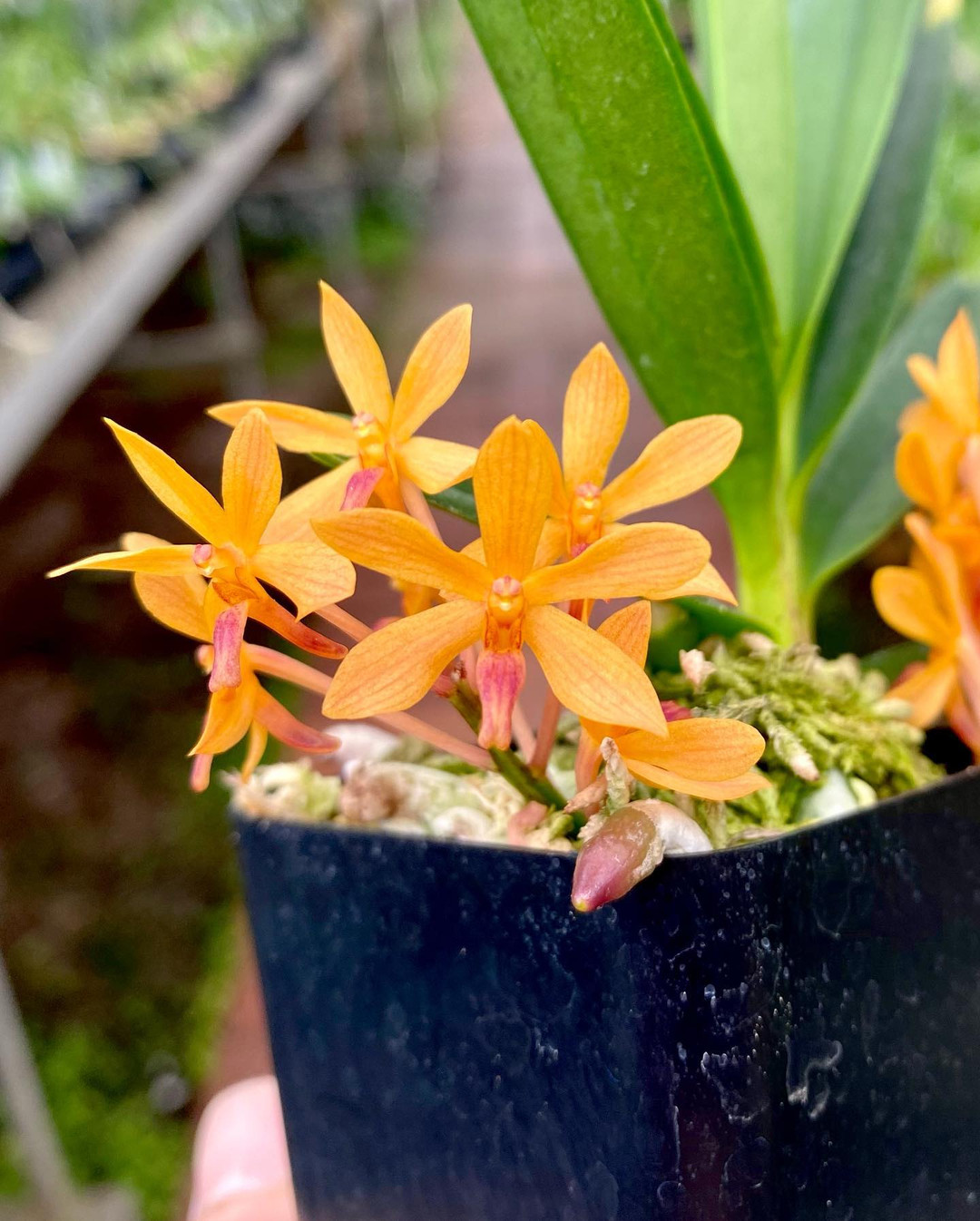 Vanda Fireworks (parviflora x ampullacea) - OrchidWeb