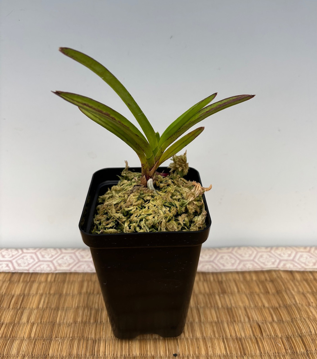 7faf46ec-f8dc-404c-889a-0b5d207bd383