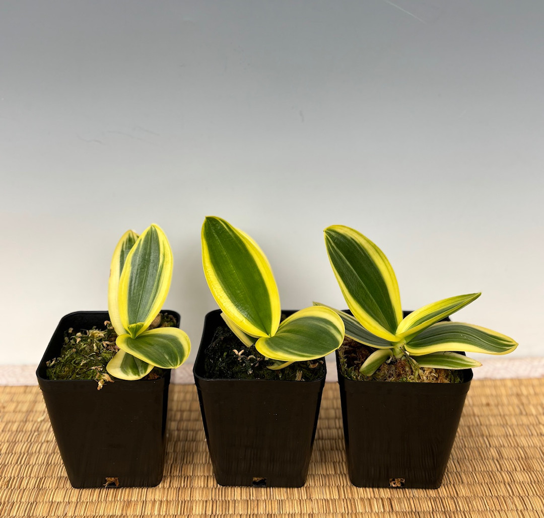 bde6166c-6e5d-4eab-8676-3a1f81ee03c9