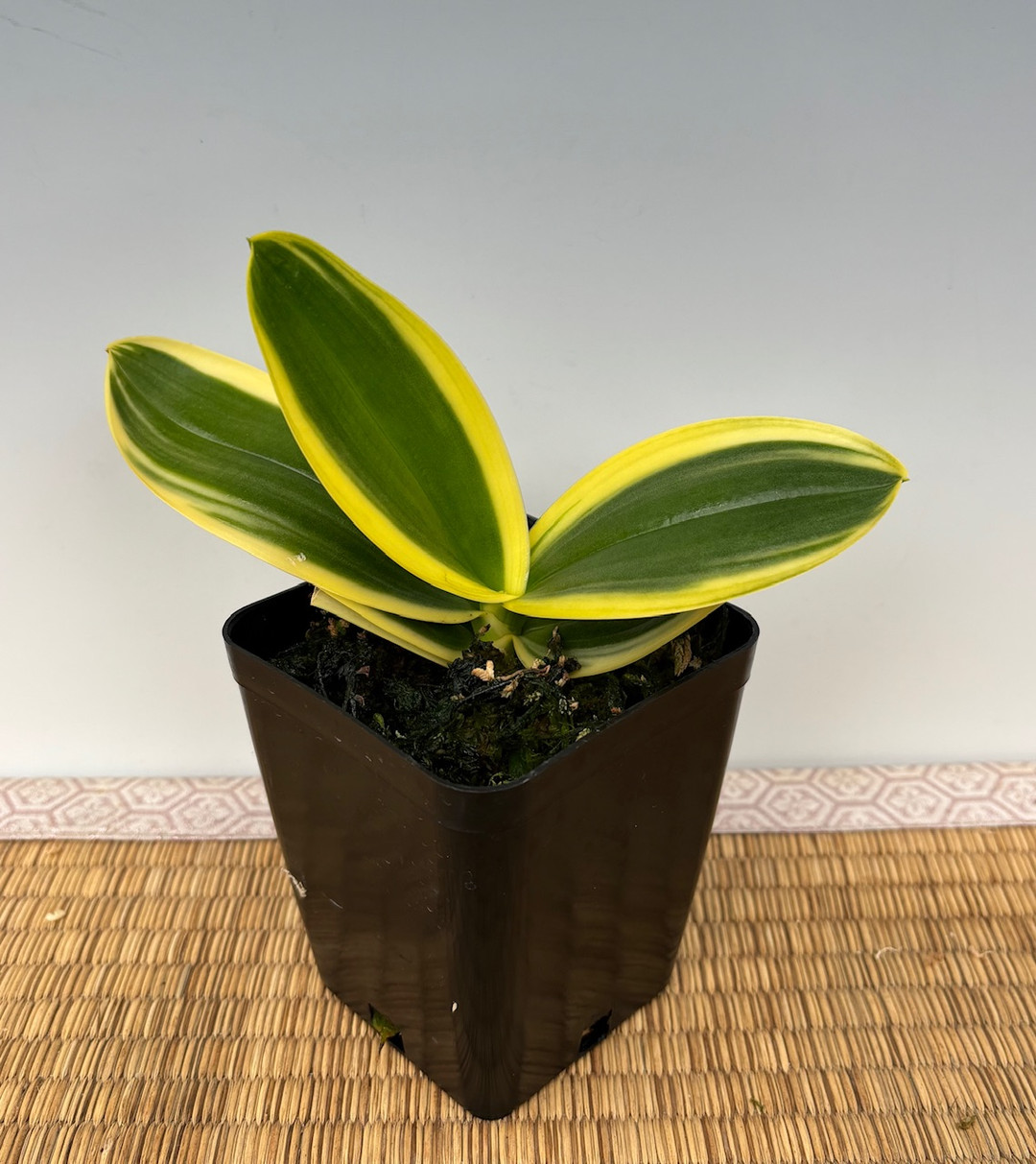 9de49d55-5a17-4fe4-9ba4-bb33a12afb82