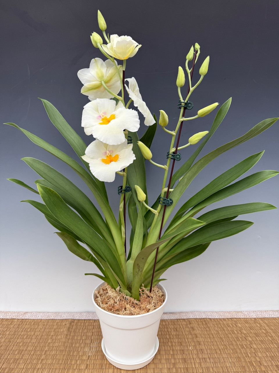 Miltoniopsis Snow Charm 'Mauna Kea' AM/AOS - OrchidWeb