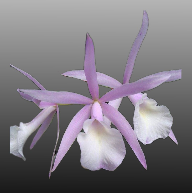 Bc. Interdosa (B. nodosa x C. intermedia var. orlata 'Elsie' HCC