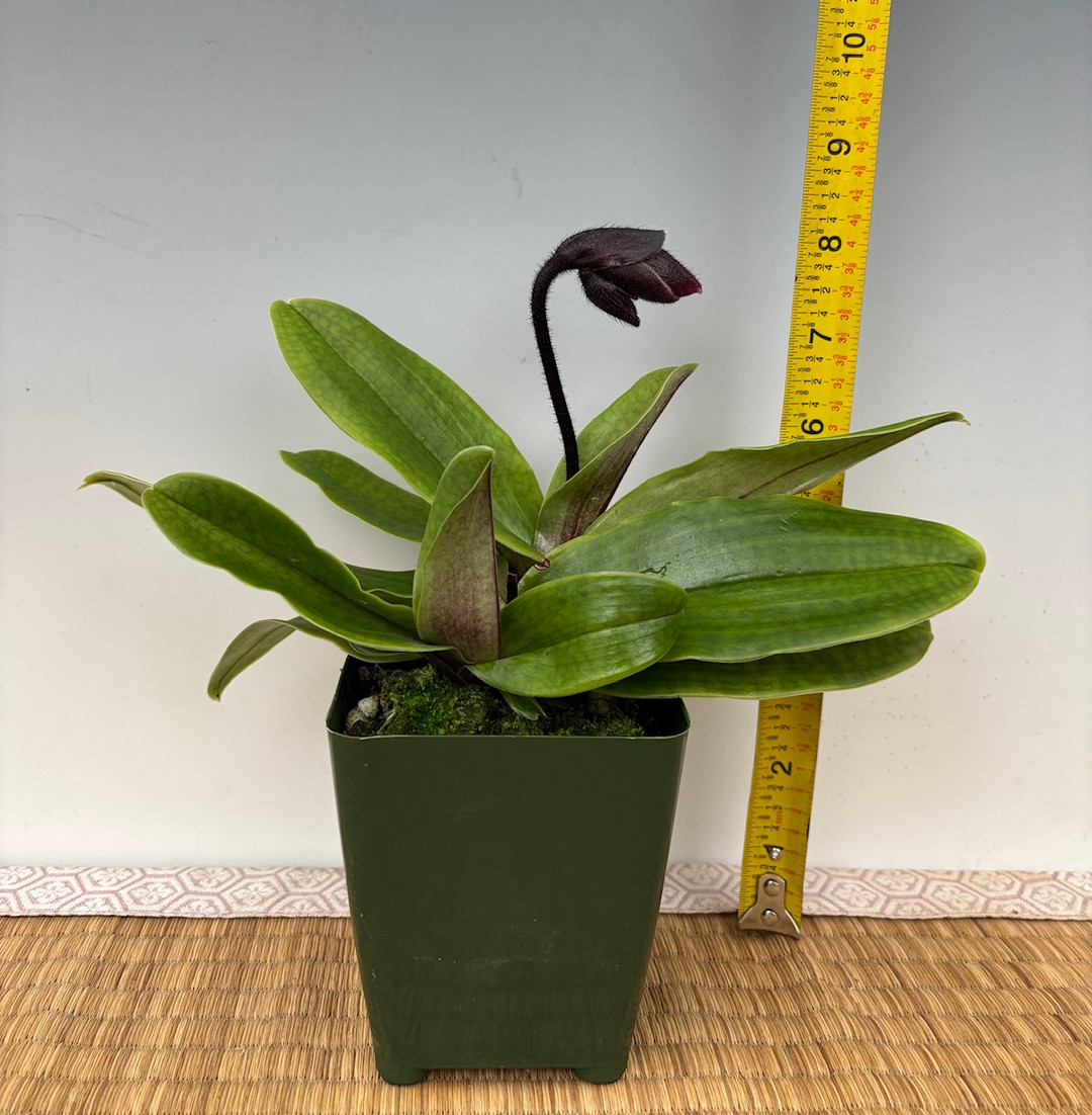 Paph. QF Fairest (Satchel's Legend × fairrieanum) - OrchidWeb