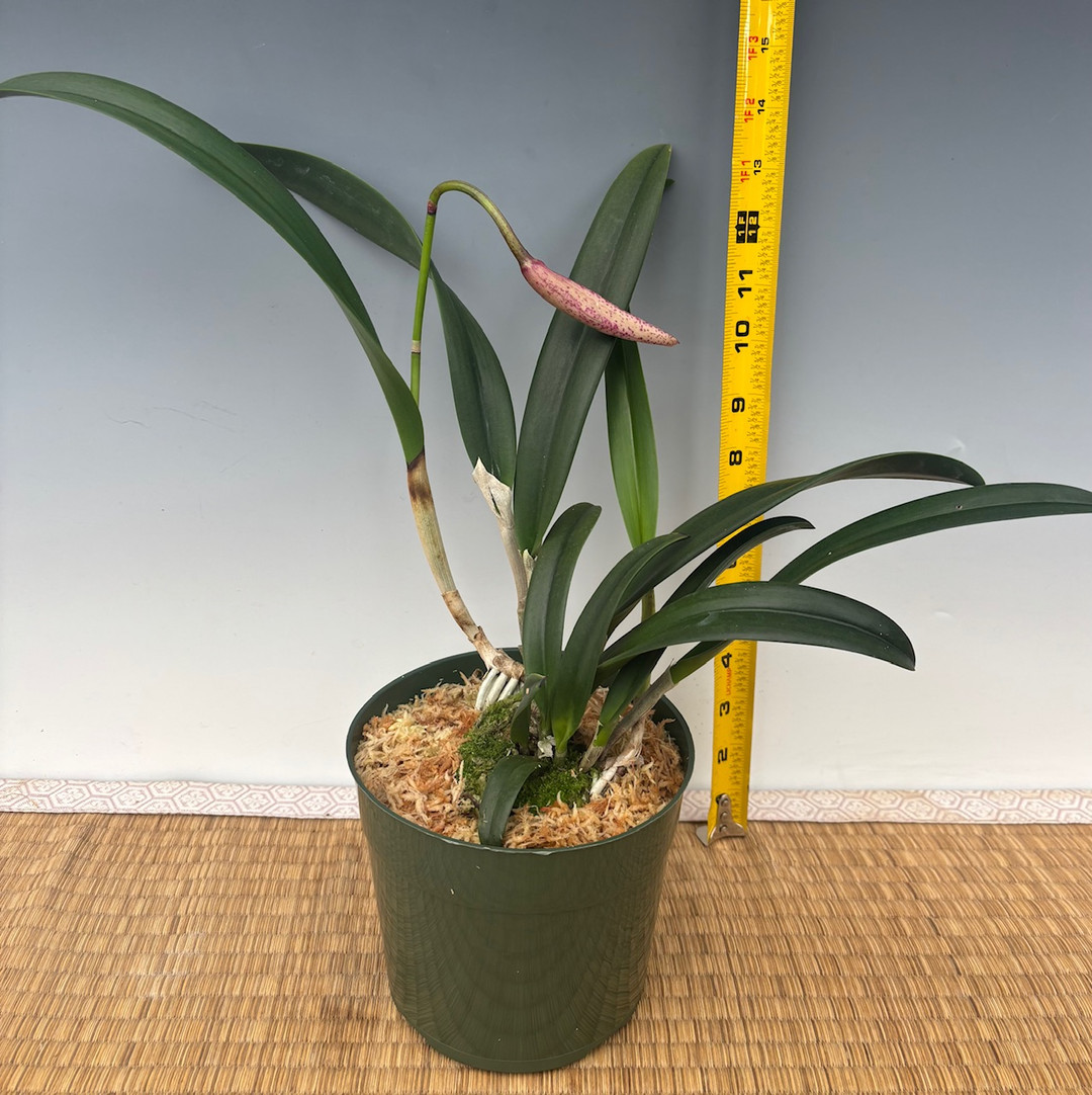 purplekiss ドシ　ポラロイド m72182328082_1.jpg?1738234695