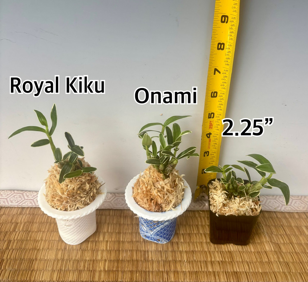 Dendrobium moniliforme - 'Sekkoku' 石斛 - OrchidWeb