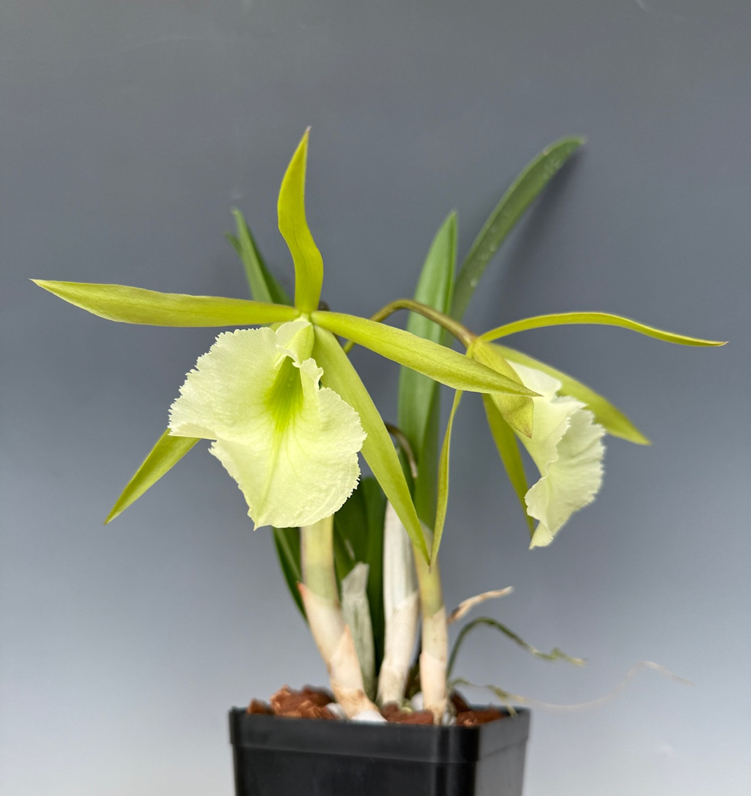 ハルウララ Procholavola QF Wailele (David Sander x mariae) - OrchidWeb