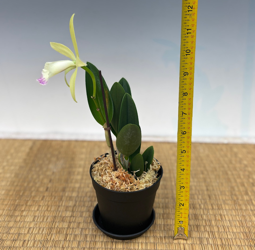 B. nodosa x Rlc. Yen Corona 'Green Genie' - OrchidWeb