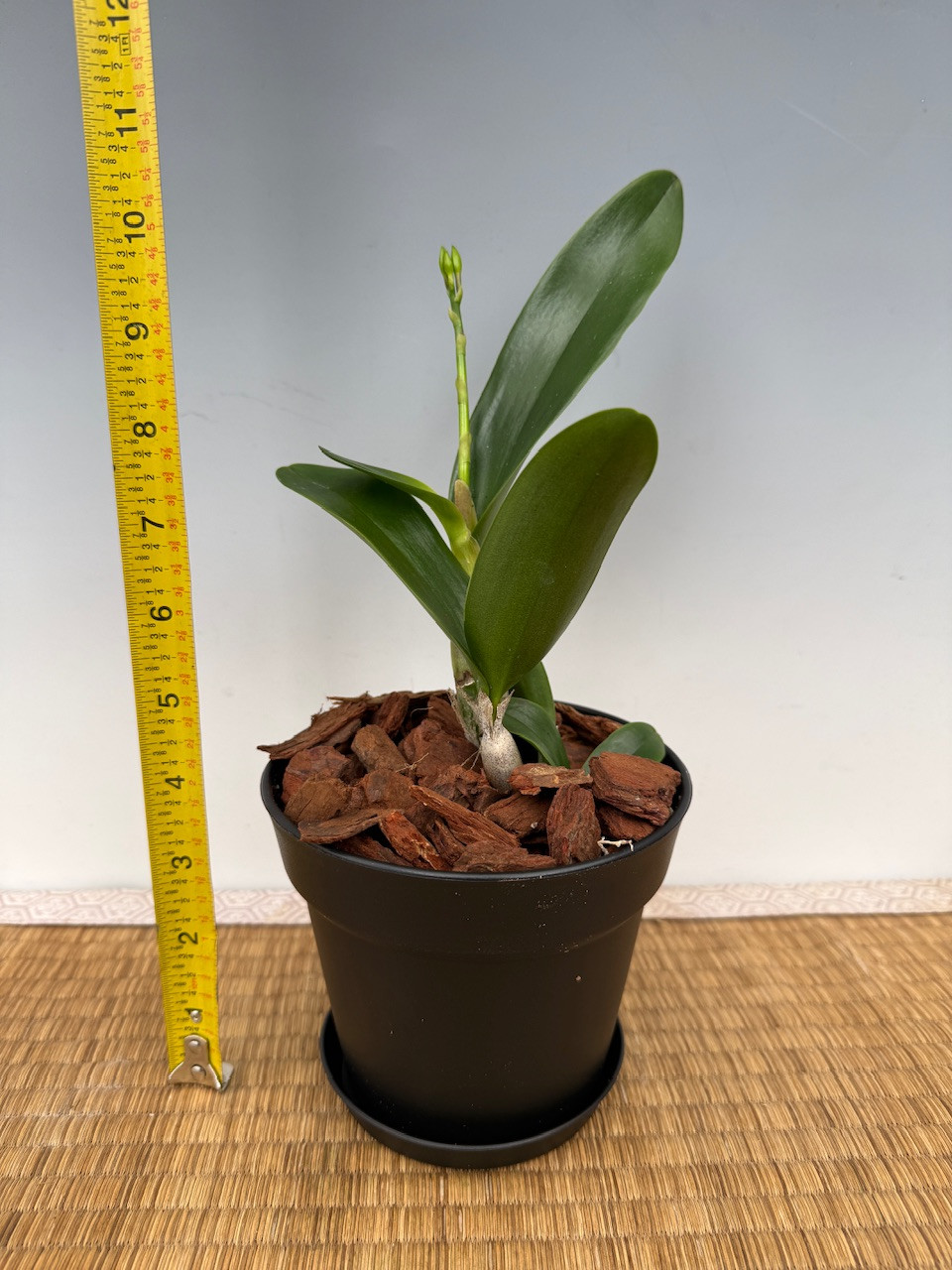 Guarthroleya Hawaiian Lace (Gur. aurantiaca X Clty. Chantilly Lace