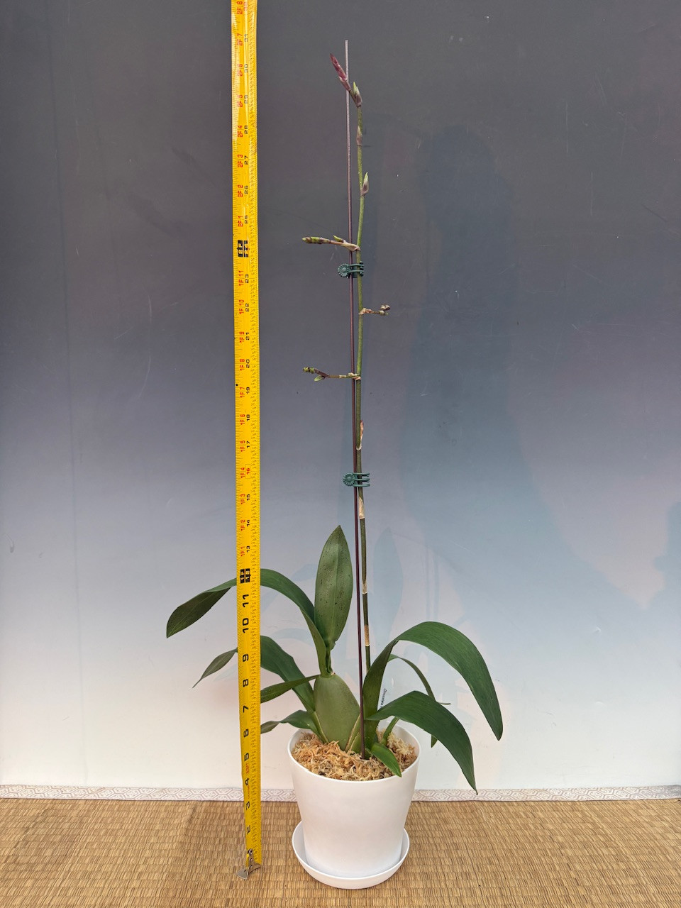 Oncostele Wildcat 'Red Cat' - OrchidWeb