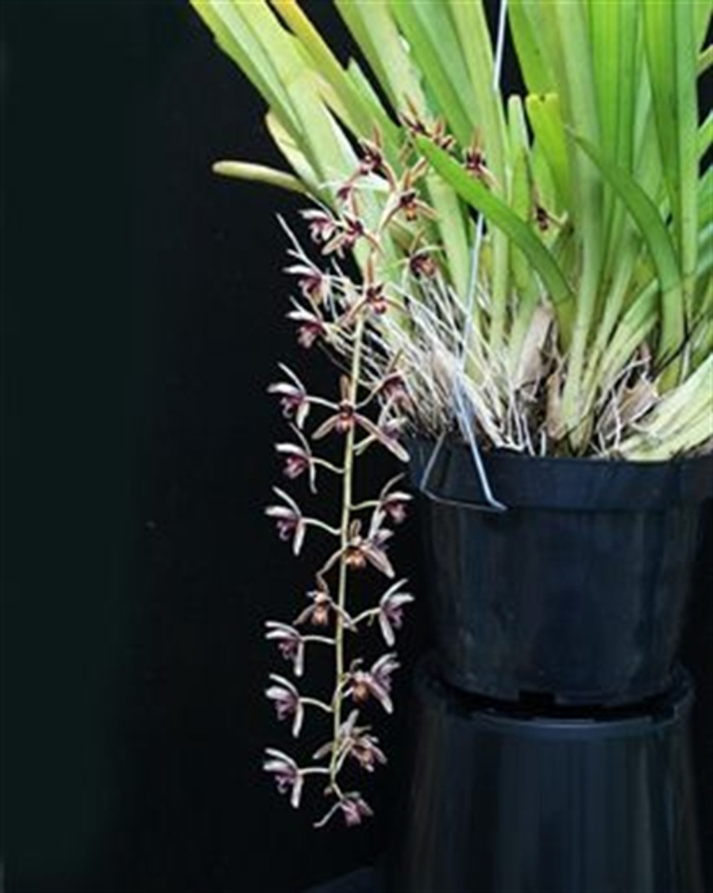 Cymbidium Aloifolium Syn C Simulans Orchidweb 