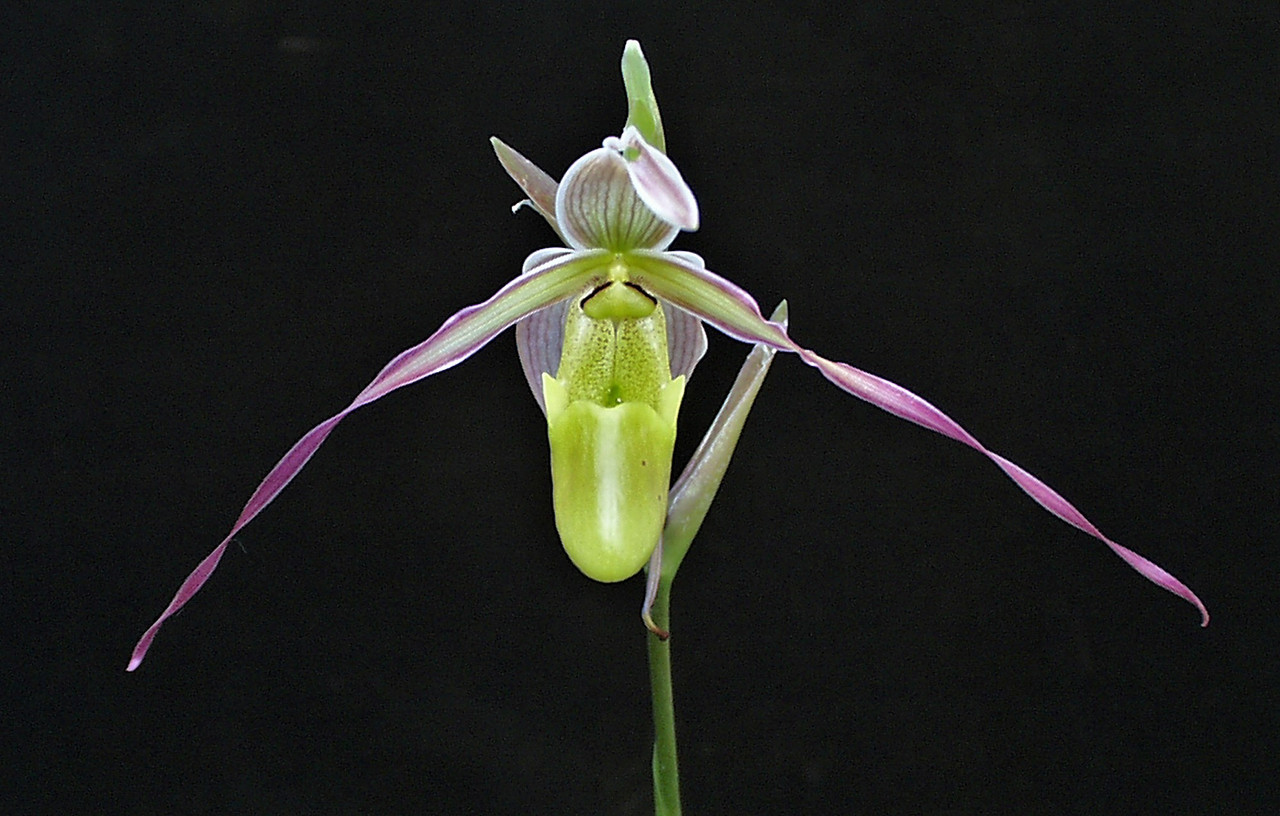 Phrag. longifolium var. hincksianum