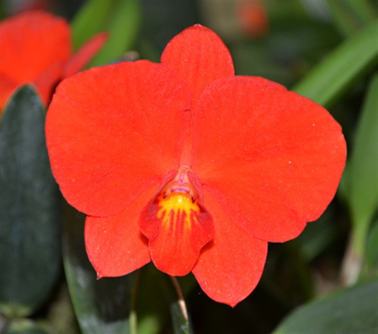 Sophronitis coccinea (4N) ('Sublime' x sib) - OrchidWeb