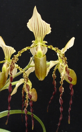 Paph. parishii &lsquo;Select&rsquo; x Prince Edward of York &lsquo;Fox Valley&rsquo; - OrchidWeb