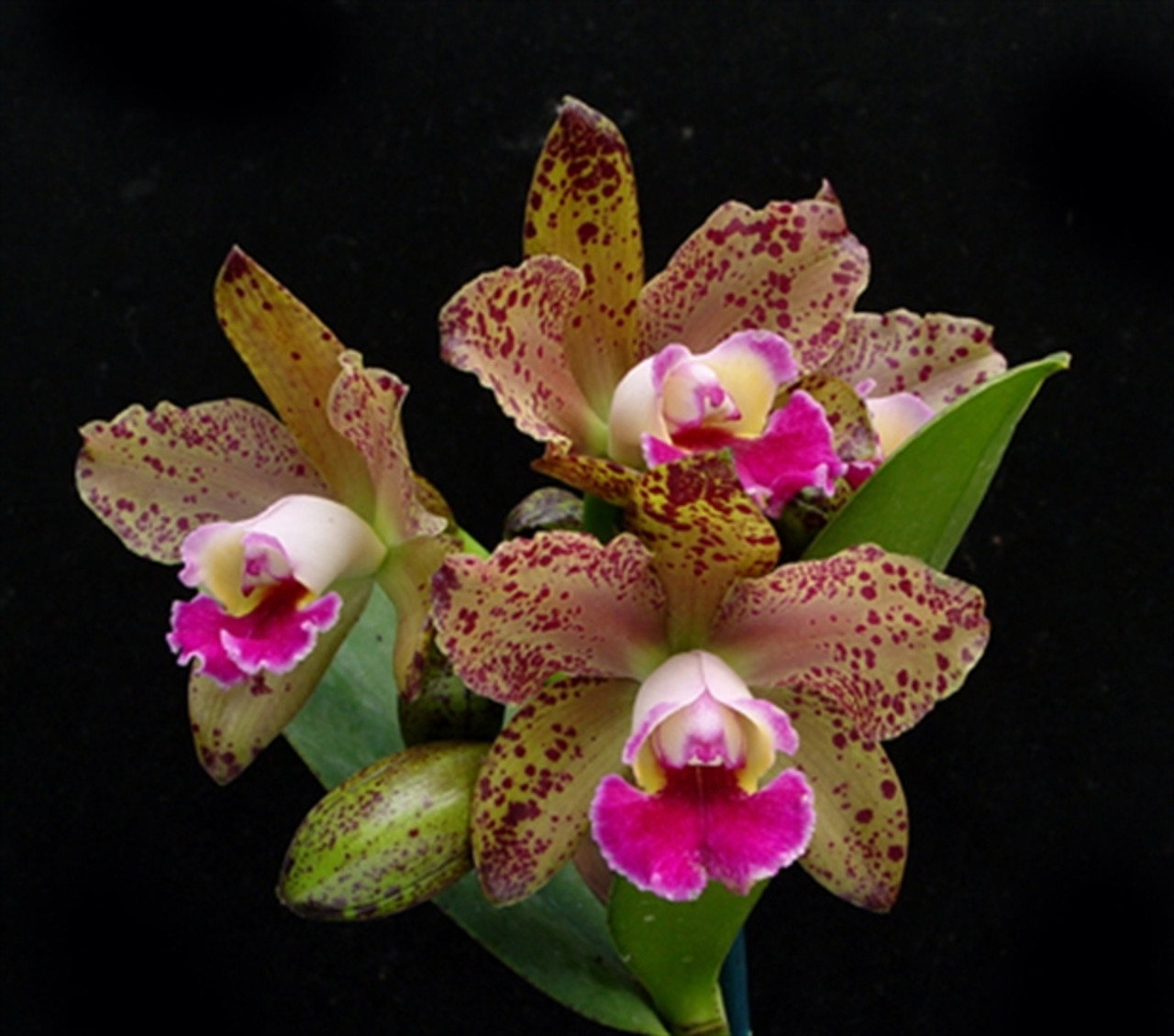 Blc. Waianae Leopard 'Ching Hua' (Blc. Peach Cobbler x C. Penny 