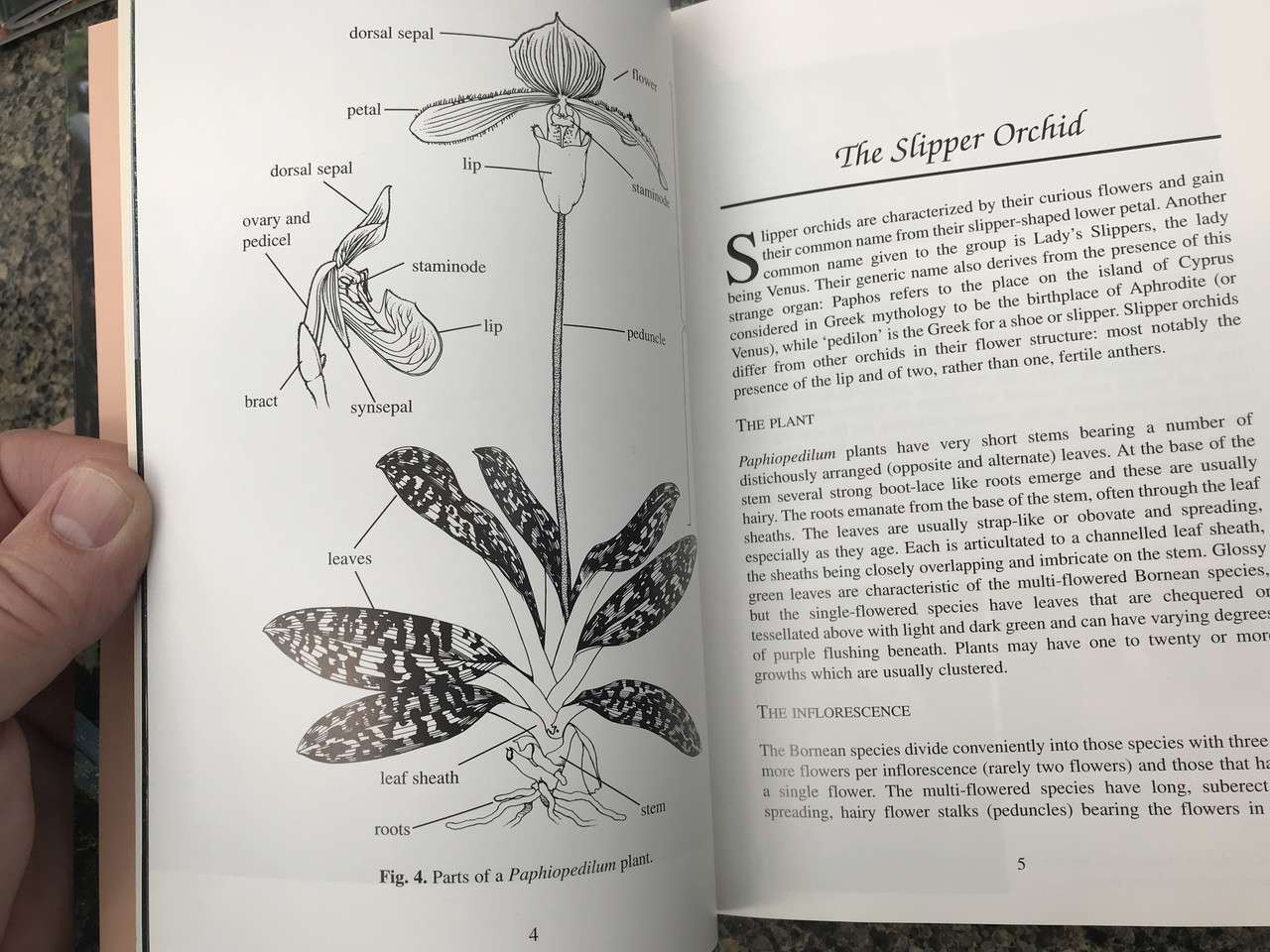 Slipper Orchids of Borneo - Book by Phillip Cribb