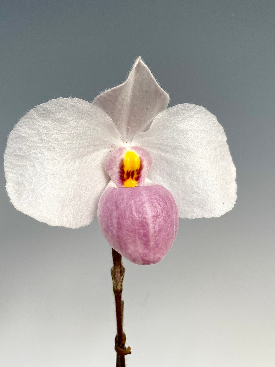 Paph. delenatii - OrchidWeb