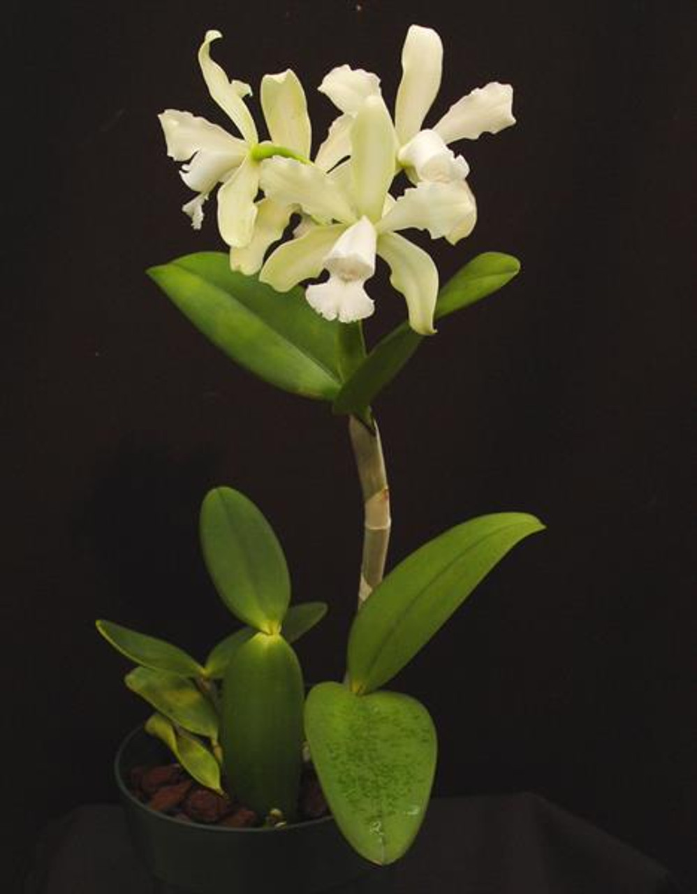 Cattleya Leopoldii Alba