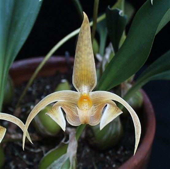 Bulbophyllum Lobbii