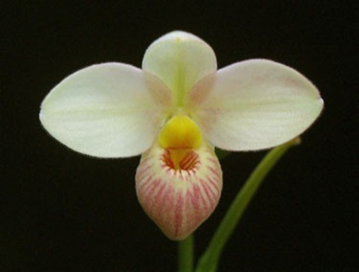 Phrag. Hanne Popow var. flavum (besseae x schlimii) OrchidWeb