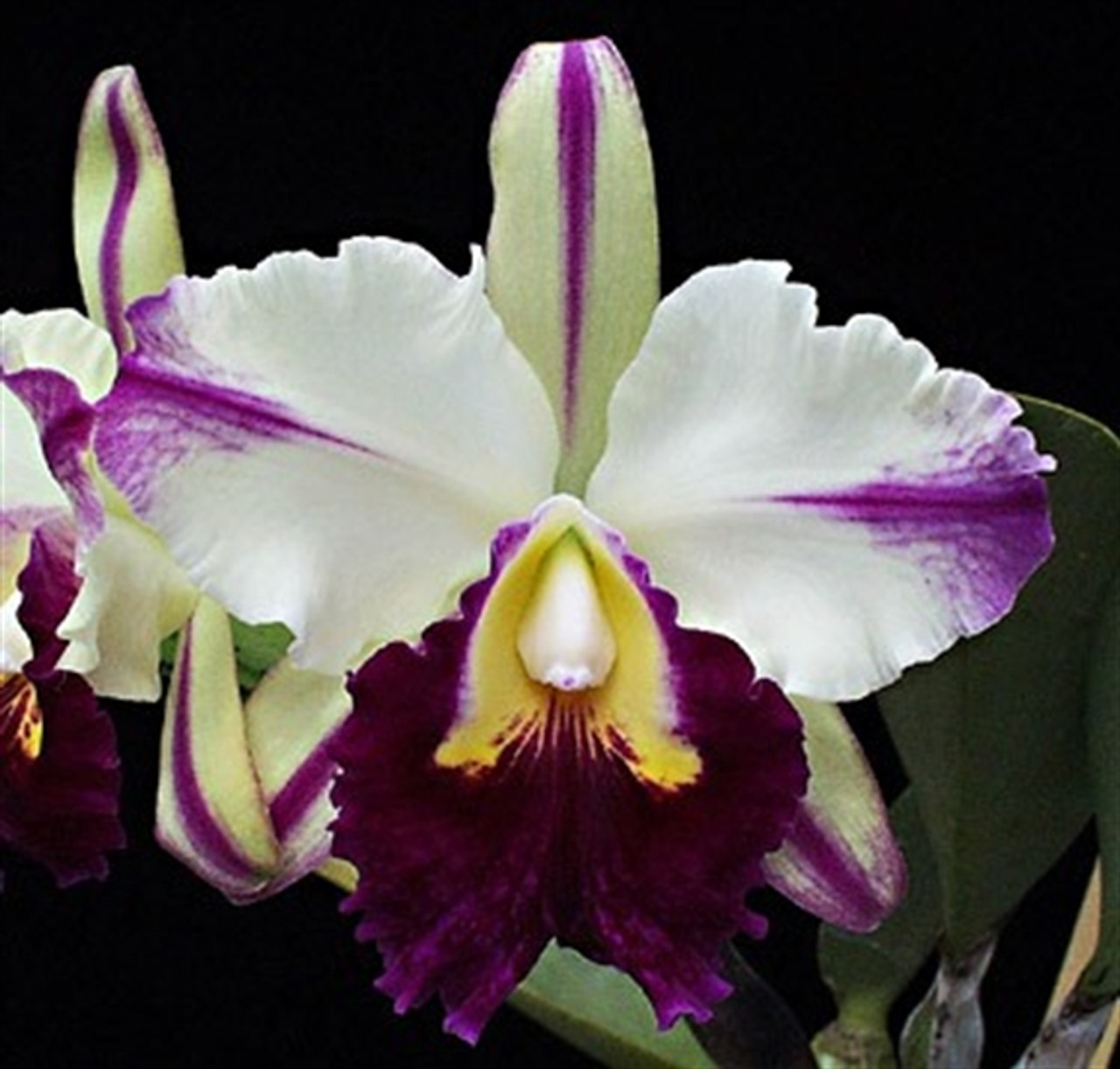 Blc. Ann Cleo 'Stars & Stripes' (Lc. Wayndora x Blc. Toshie Aoki 