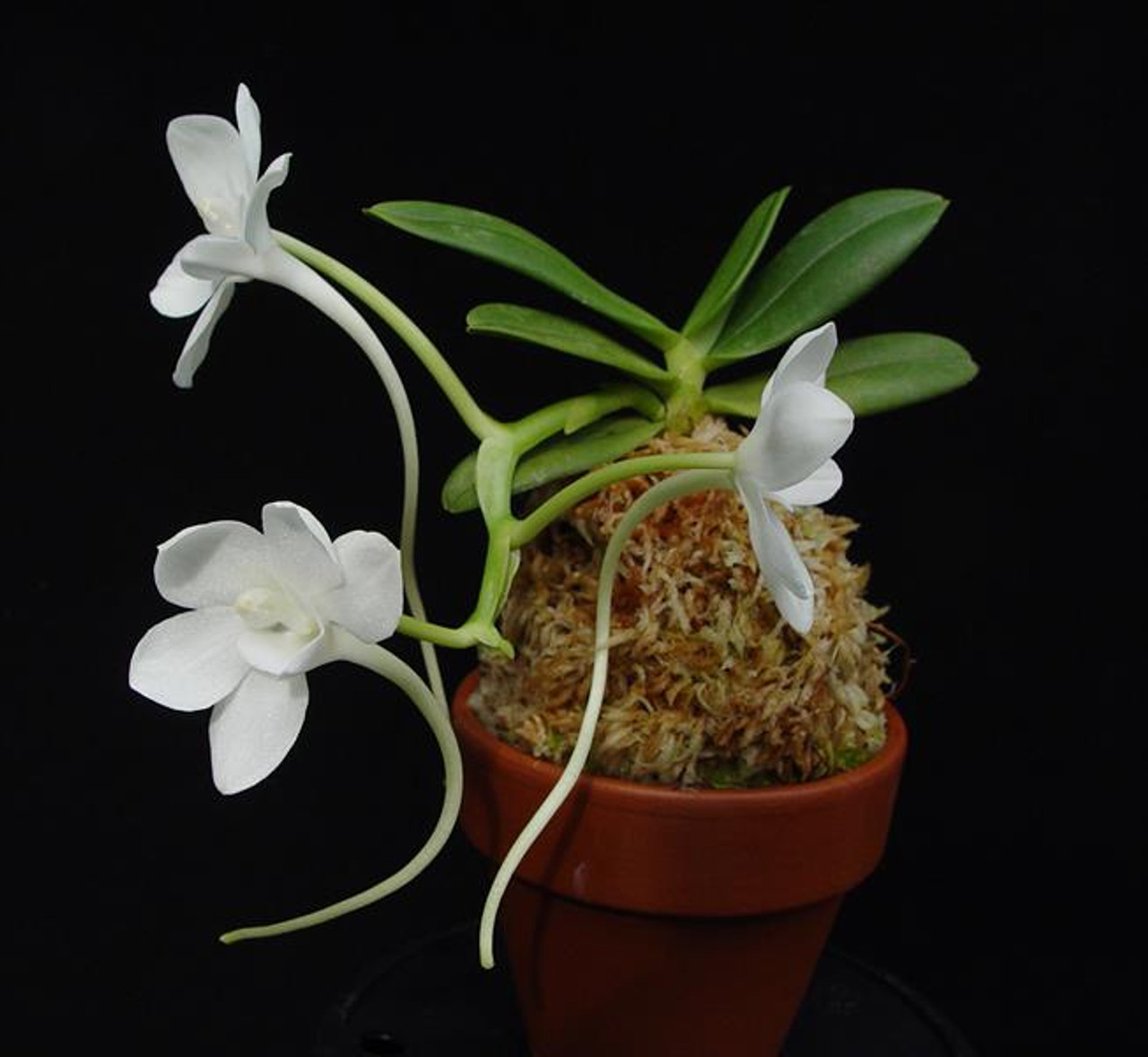 Amesiella monticola - OrchidWeb