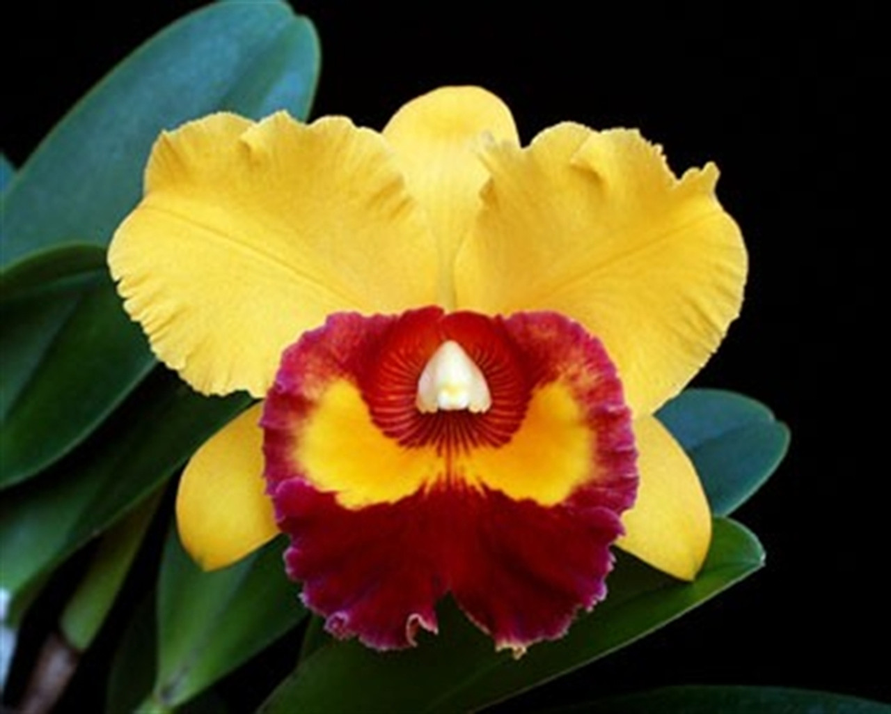 Blc. Blc. Chen) Kuaci-Miao Chunyeah Barberox OSROC (Blc. \'Tzeng-Wen\' - AM/AOS OrchidWeb Tassie - x