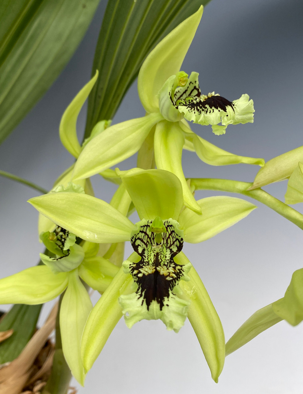 Coelogyne pandurata 'Spring Green' - OrchidWeb