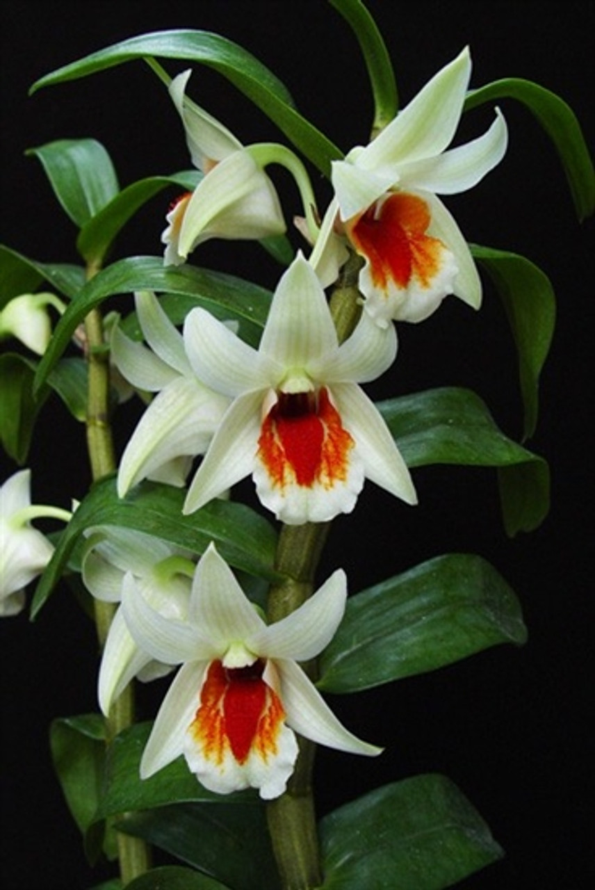 Kết quả hình ảnh cho Dendrobium Green Lantern (Dawn Maree x cruentum)