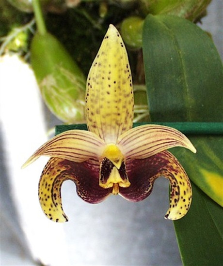 Bulbophyllum sumatranum - OrchidWeb