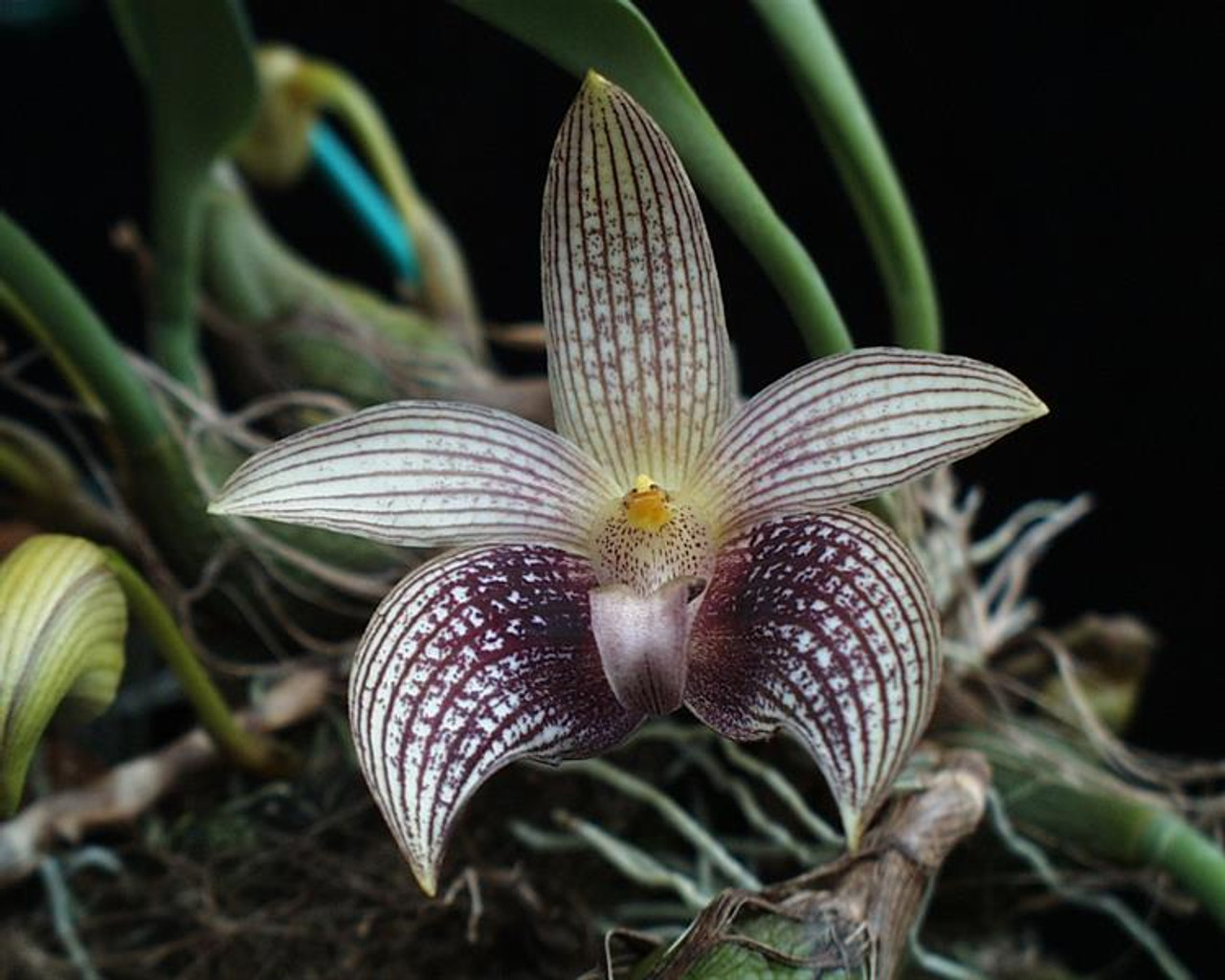 Bulbophyllum facetum