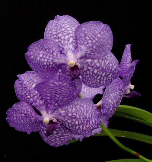 Vanda Kultana Blue OrchidWeb