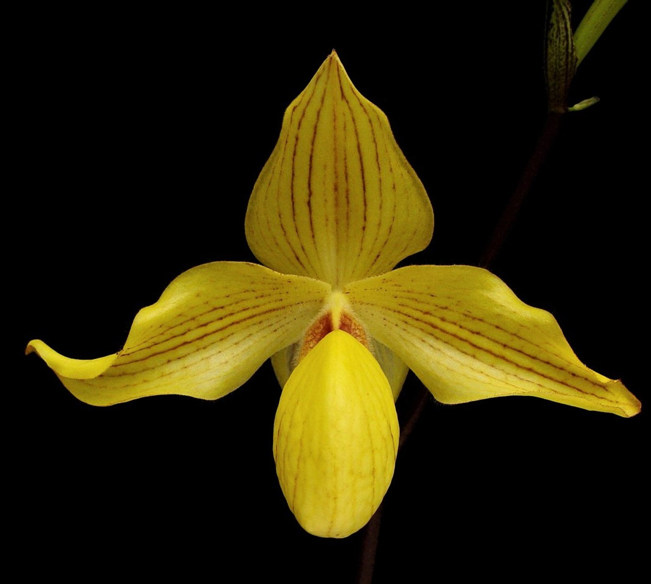 最安値2023 ヤフオク! - paph Doolgoldi 'Oso Grande FCC-AOS 洋蘭