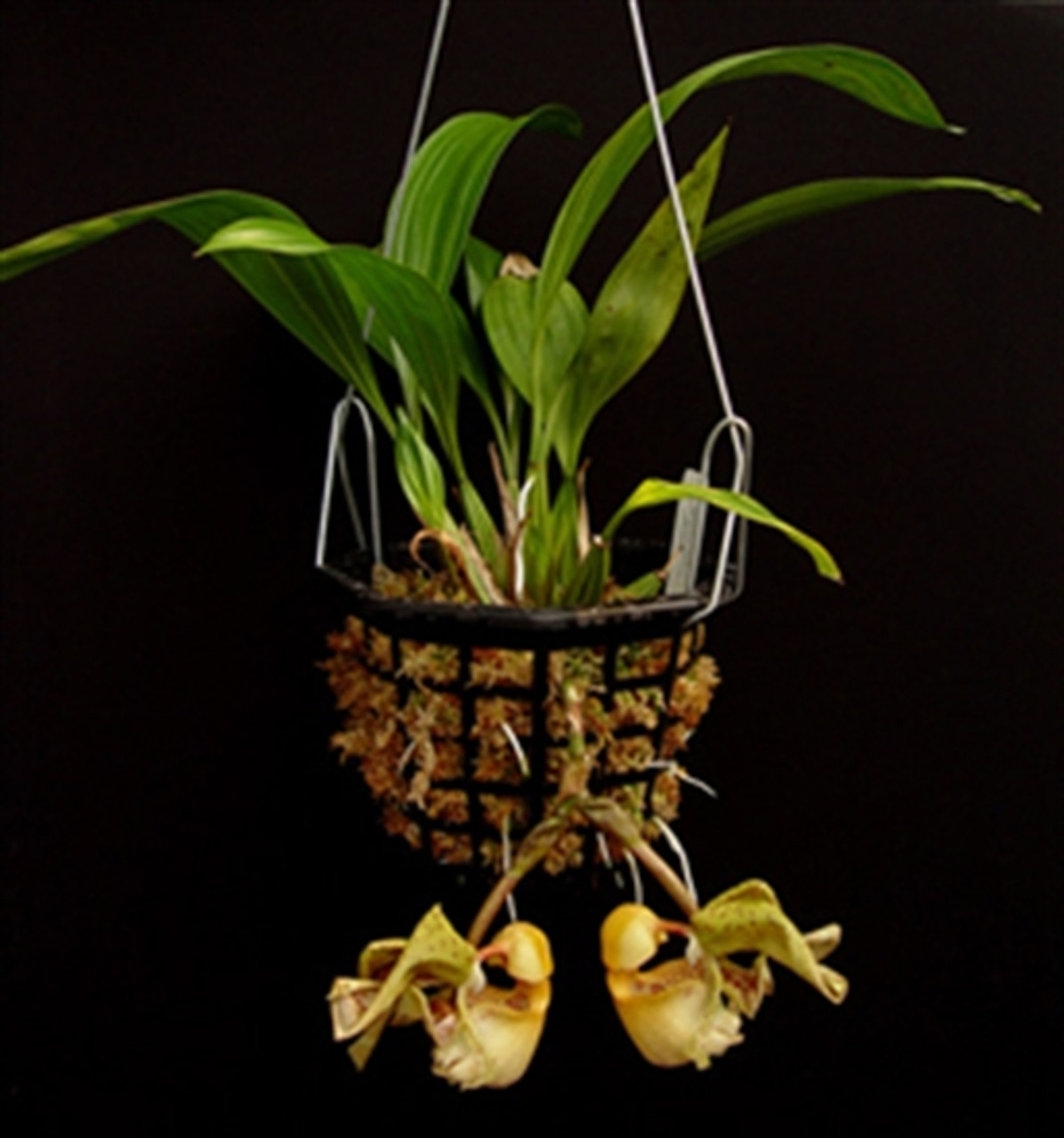 Coryanthes leferenziorum - OrchidWeb