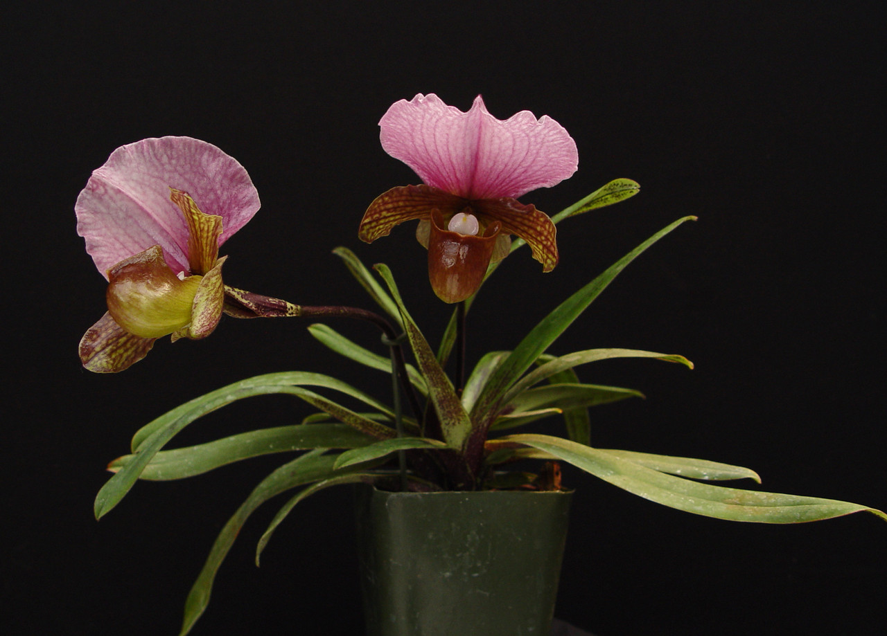 Paph. charlesworthii OrchidWeb