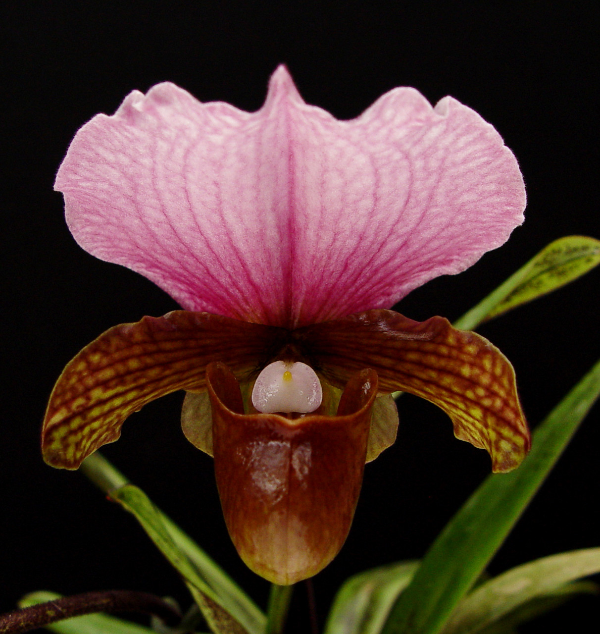 Paph. charlesworthii OrchidWeb