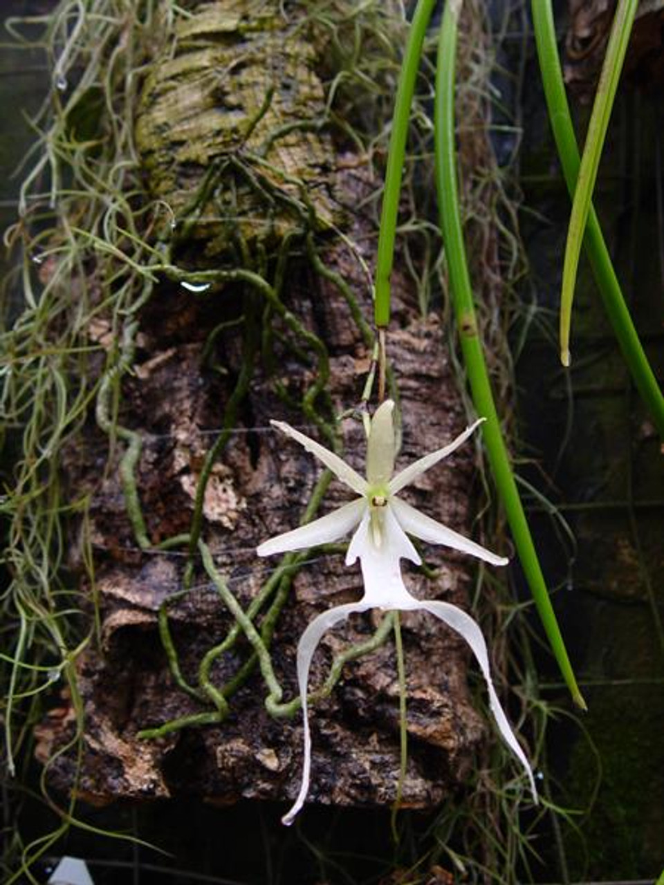 洋蘭 原種 Polyrrhiza. lindenii 無葉蘭超稀少株・幽霊蘭 - 植物/観葉植物