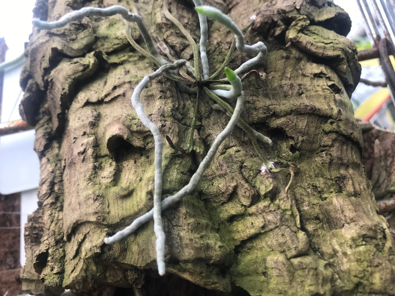 Dendrophylax lindenii - 'The Ghost Orchid' (syn. Polyrrhiza lindenii)