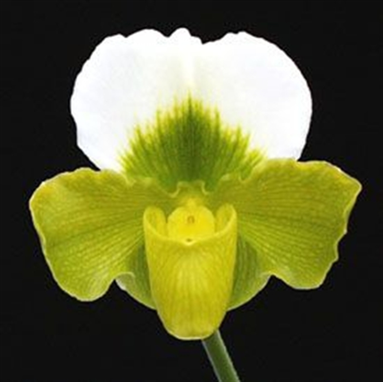 Paph Betty Bracey Green Heart Bgm Csa Gwenpur X Acteus Orchidweb