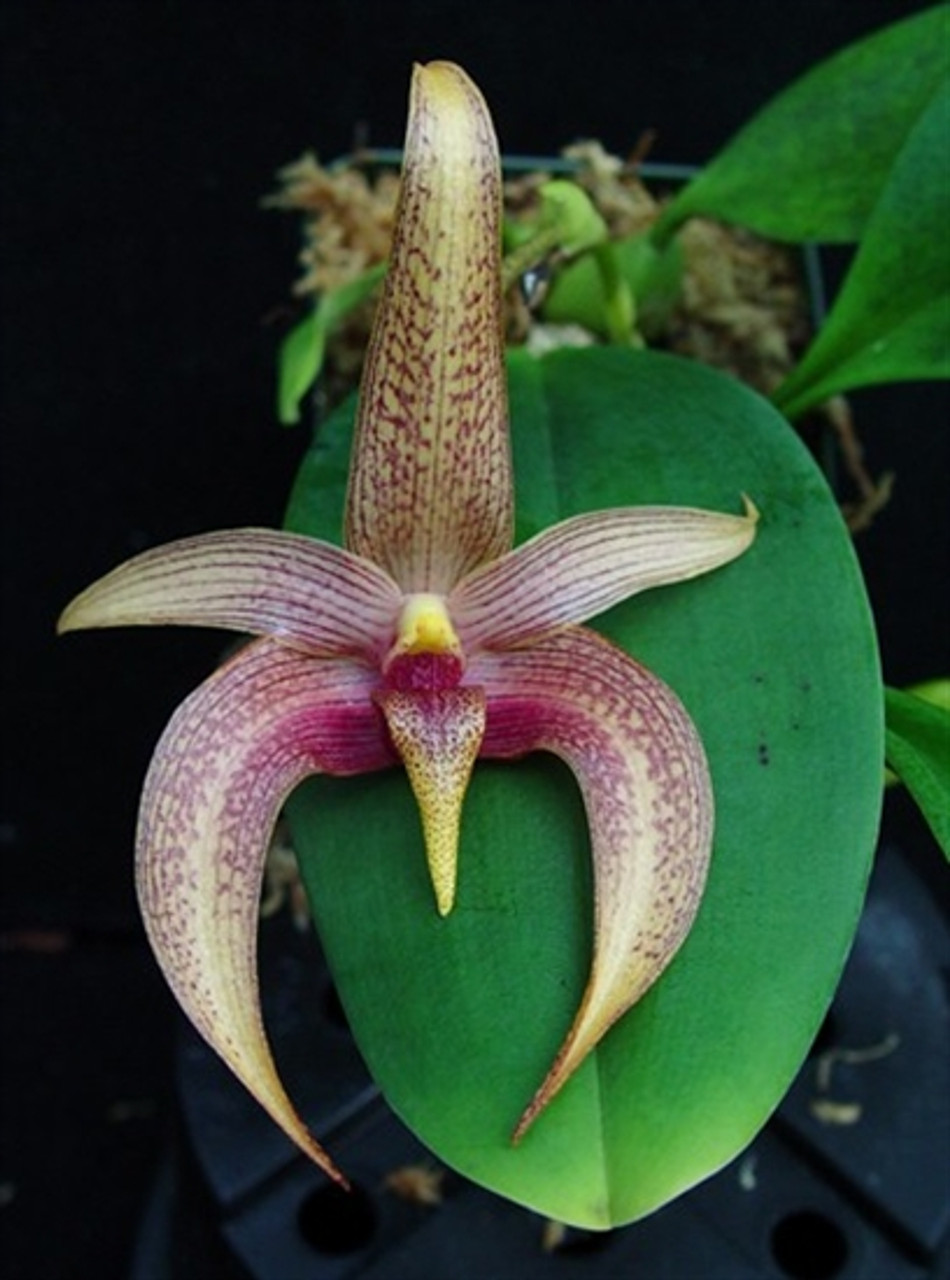 Bulbophyllum Star of Sumatra