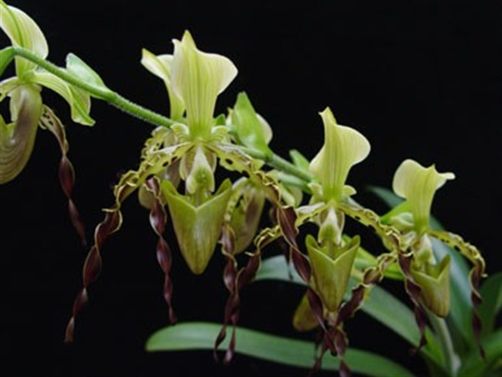 Paph. parishii - OrchidWeb