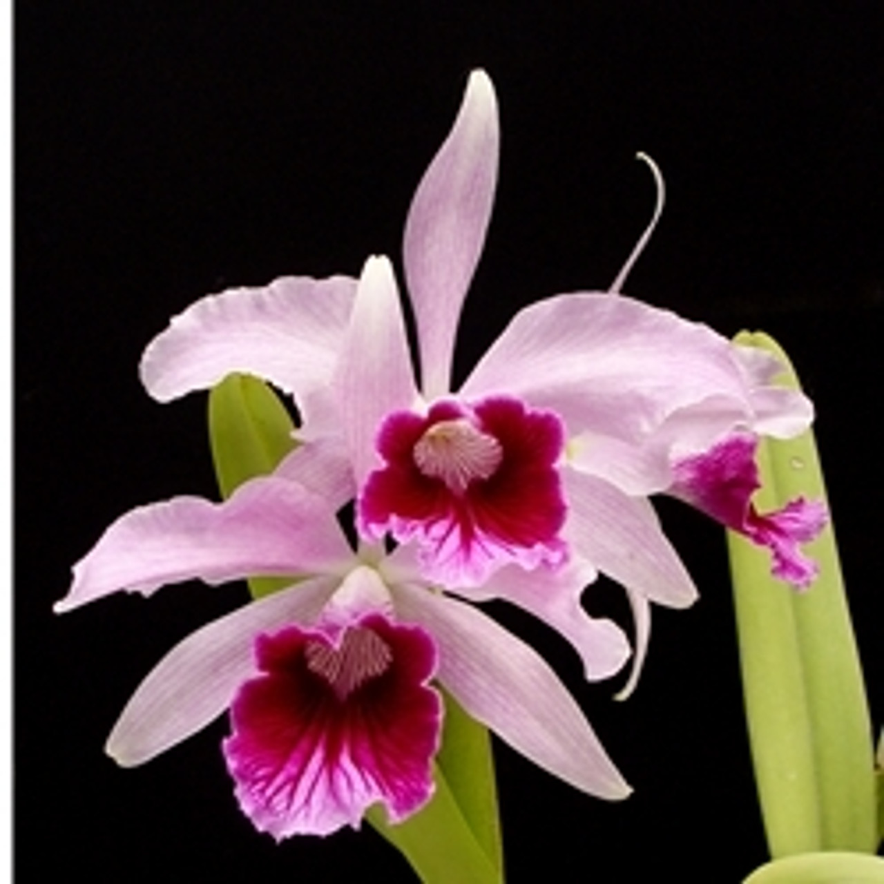 Laelia purpurata (var. schusteriana x var. sanguinea) - OrchidWeb